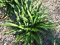 Cleopatra Liriope / Liriope muscari 